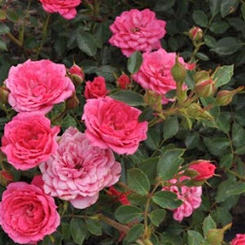 Rosa Asteria™ - rosa - miniatura, lillipuziane